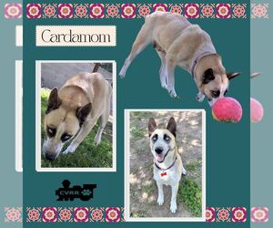 Mutt Dogs for adoption in Lindsay, CA, USA
