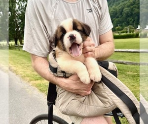 Saint Bernard Puppy for Sale in JOHNSTOWN, Pennsylvania USA