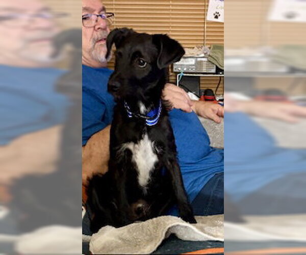 Medium Photo #1 Mutt Puppy For Sale in Mesa, AZ, USA