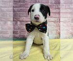 Small #2 Border Collie Mix