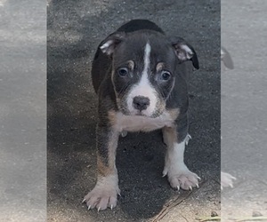 Medium American Bully