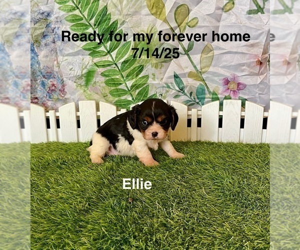 Medium Photo #3 Cavalier King Charles Spaniel Puppy For Sale in MOUNT PLEASANT, MI, USA