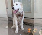 Small Photo #8 Great Pyrenees Puppy For Sale in Bend, OR, USA