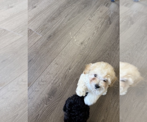 Medium Photo #9 Poodle (Toy) Puppy For Sale in SPERRY, OK, USA