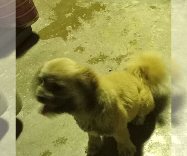 Medium Photo #1 Cava-Tzu Puppy For Sale in Bonifay, MO, USA