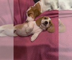Small Photo #8 Bagle Hound-Basset Hound Mix Puppy For Sale in CENTRALIA, WA, USA