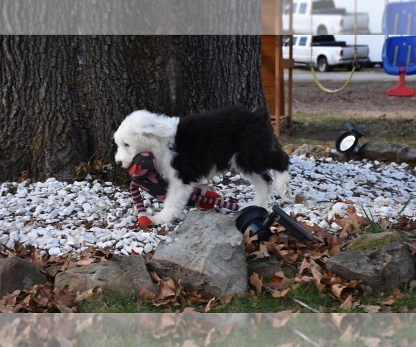 Medium Photo #60 Old English Sheepdog Puppy For Sale in MARIONVILLE, MO, USA