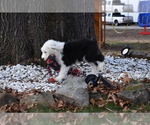 Small Photo #60 Old English Sheepdog Puppy For Sale in MARIONVILLE, MO, USA