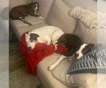 Small #1 American Bulldog-Collie Mix