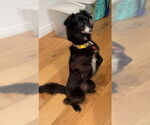 Small #2 Chihuahua Mix