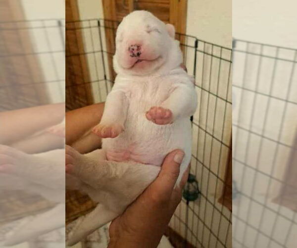 Medium Photo #3 Mutt Puppy For Sale in Lakewood, CO, USA