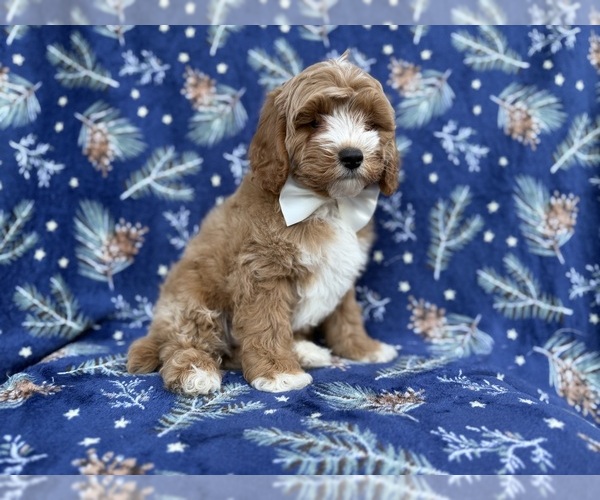 Medium Photo #6 Cock-A-Poo Puppy For Sale in LAKELAND, FL, USA