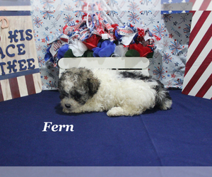 Poodle (Toy) Puppy for sale in CHANUTE, KS, USA