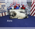 Image preview for Ad Listing. Nickname: Fern