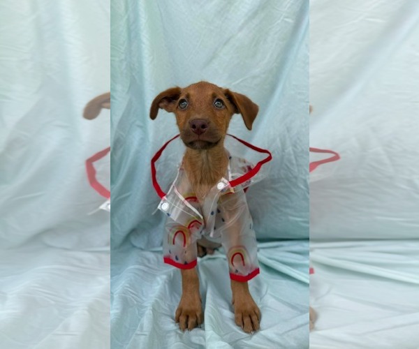 Medium Photo #3 Labrador Retriever-Unknown Mix Puppy For Sale in NYC, NY, USA