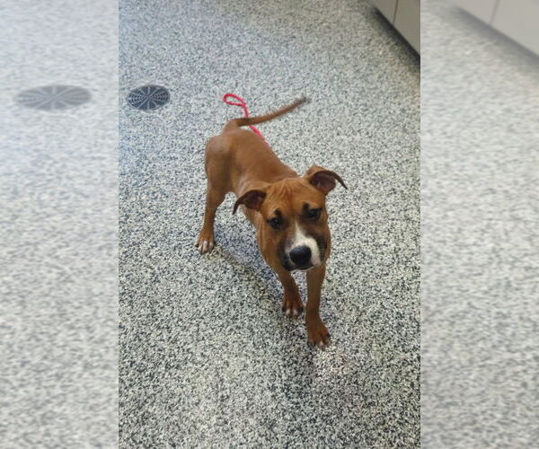 Medium Photo #5 Boxer-Unknown Mix Puppy For Sale in Burnsville, MN, USA