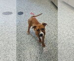 Small #4 Boxer Mix