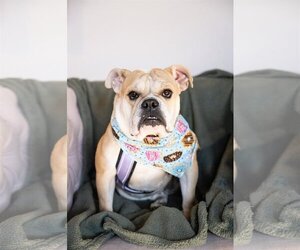 Bulldog Dogs for adoption in St. Louis Park, MN, USA