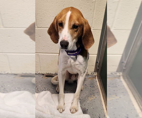 Medium Photo #2 Mutt Puppy For Sale in Fairfax, VA, USA