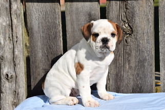 English Bulldog Puppy for sale in FREDERICKSBURG, OH, USA