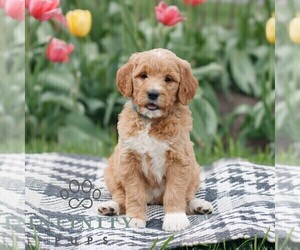 Goldendoodle Puppy for sale in NARVON, PA, USA
