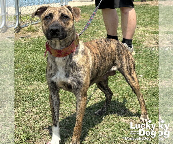 Medium Photo #5 Plott Hound-Retriever  Mix Puppy For Sale in Washington, DC, USA