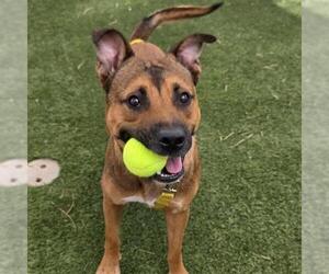 Black Mouth Cur-Unknown Mix Dogs for adoption in Las Vegas, NV, USA