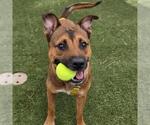 Small Black Mouth Cur Mix