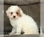 Small #2 Cavapoo (Miniature)