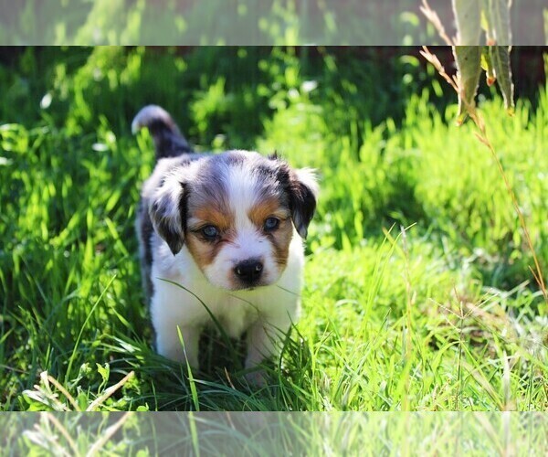 Medium Photo #7 Miniature Australian Shepherd Puppy For Sale in LIVE OAK, CA, USA