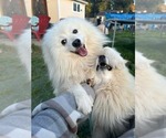 Small Photo #1 Japanese Spitz Puppy For Sale in CLEARLAKE OAKS, CA, USA