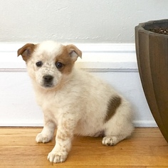Cowboy Corgi Puppy for sale in STURGIS, MI, USA