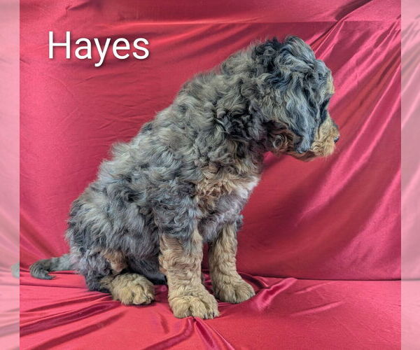 Medium Photo #7 Bernedoodle Puppy For Sale in CANON CITY, CO, USA