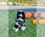 Small Photo #7 Bernedoodle Puppy For Sale in FLEMINGTON, NJ, USA