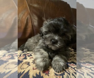 Shih Tzu Puppy for sale in CORRALES, NM, USA