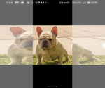 Small Photo #1 French Bulldog Puppy For Sale in LINDENWALD, OH, USA