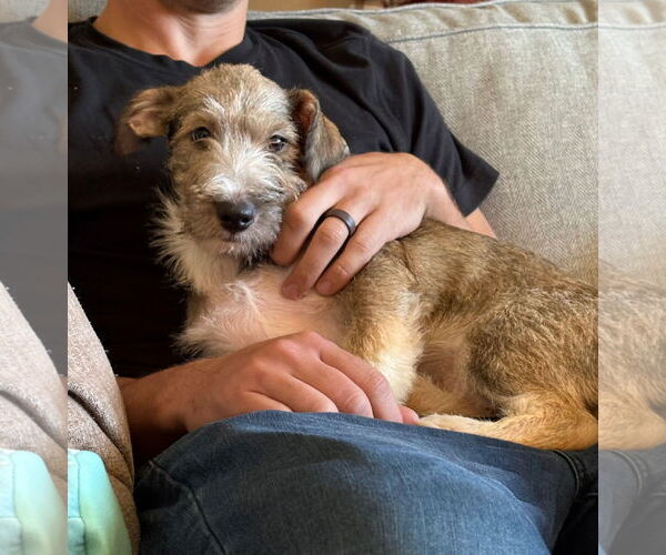 Medium Photo #2 Jack Russell Terrier-Unknown Mix Puppy For Sale in Virginia Beach, VA, USA