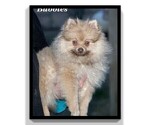 Small Photo #10 Pomeranian Puppy For Sale in CLARE, MI, USA