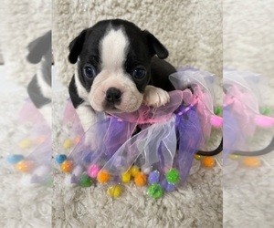 Boston Terrier Puppy for sale in CRKD RVR RNCH, OR, USA