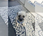 Small Mutt