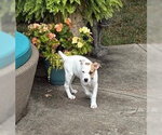 Small American Pit Bull Terrier-American Staffordshire Terrier Mix