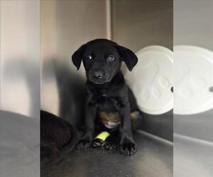 Labrador Retriever-Unknown Mix Dogs for adoption in Conroe, TX, USA