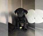 Small Labrador Retriever Mix