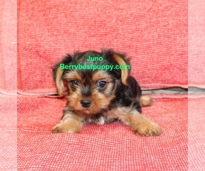 Medium Yorkshire Terrier