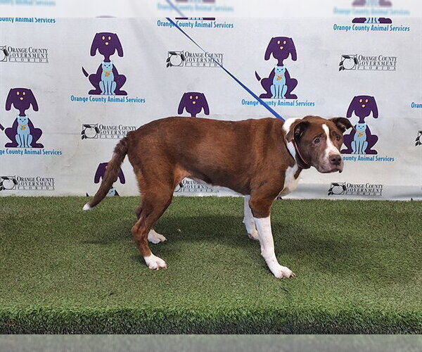 Medium Photo #1 Mutt Puppy For Sale in Orlando, FL, USA