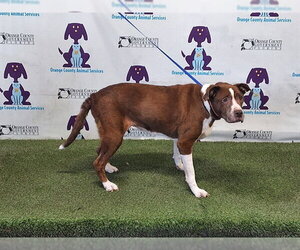 Mutt Dogs for adoption in Orlando, FL, USA