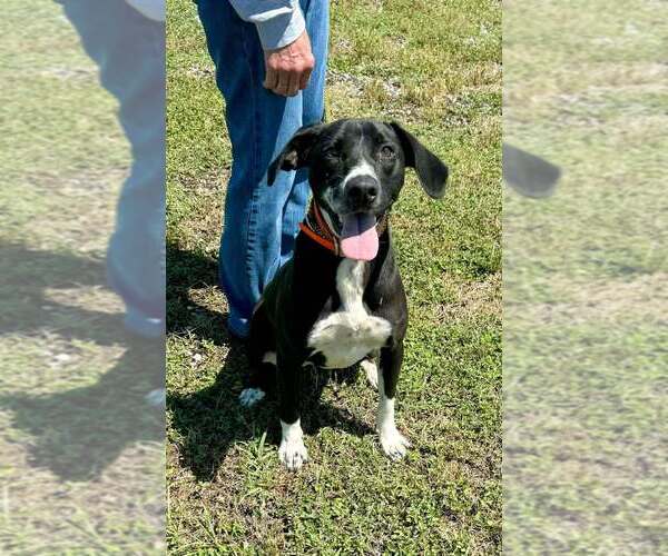 Medium Photo #1 Mutt Puppy For Sale in Abbeville, LA, USA