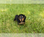 Small #4 Dachshund