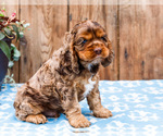 Small Photo #46 Cocker Spaniel Puppy For Sale in WAKARUSA, IN, USA