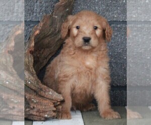 Goldendoodle Puppy for sale in FREDERICKSBURG, OH, USA